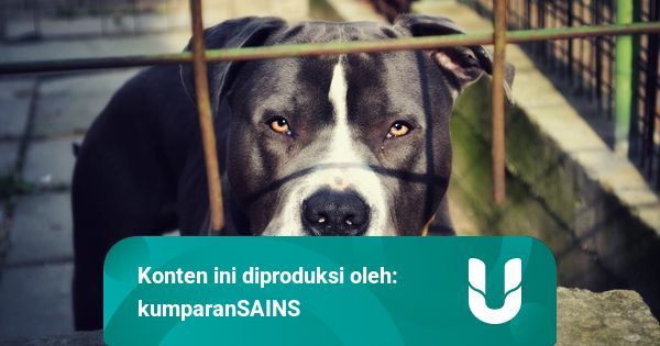 Seberapa Bahaya Anjing Pitbull yang Serang Bocah 8 Tahun di Medan? | kumparan.com